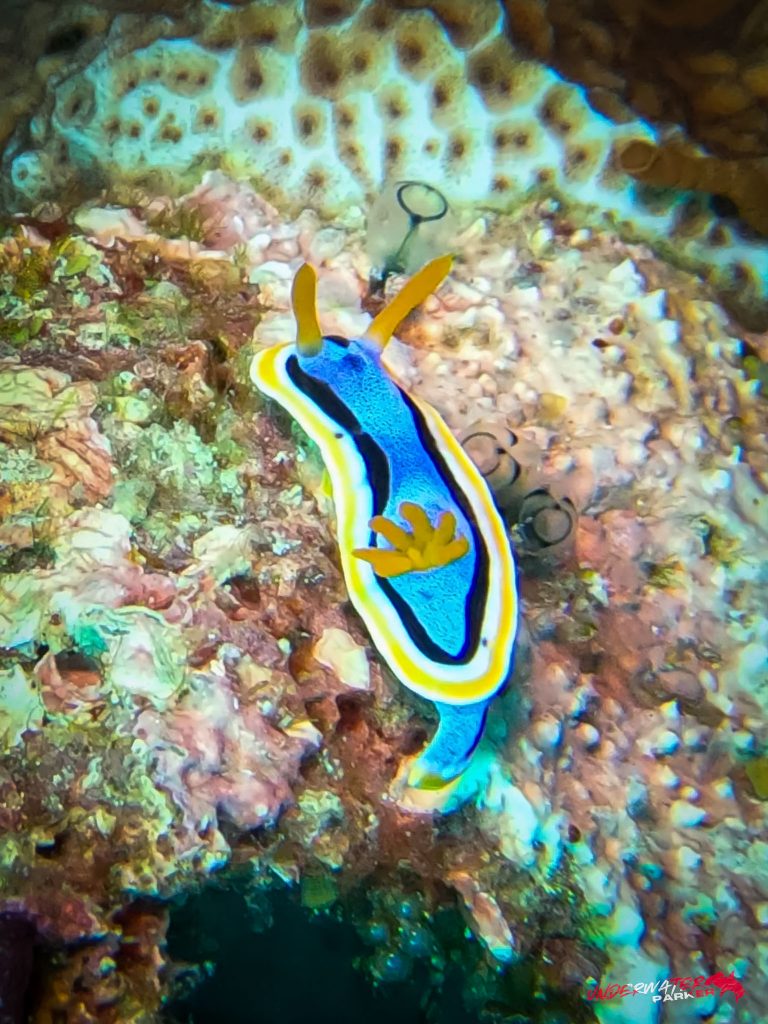 Underwater Parker – Dauin-088