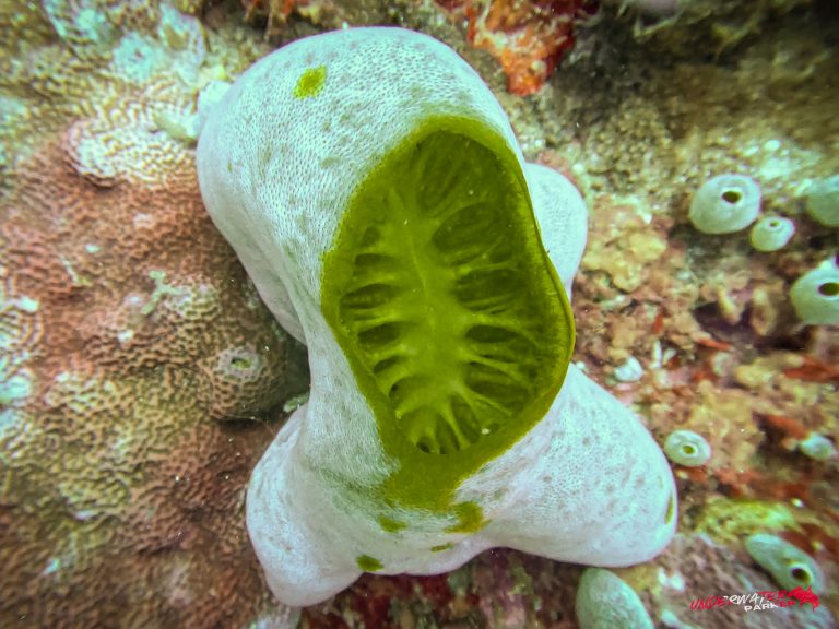 Underwater Parker – Dauin-090