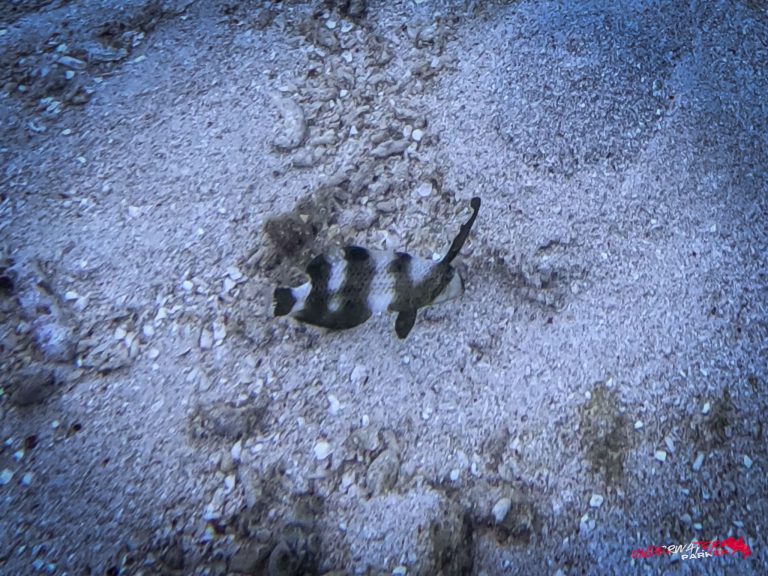 Underwater Parker – Dauin-091