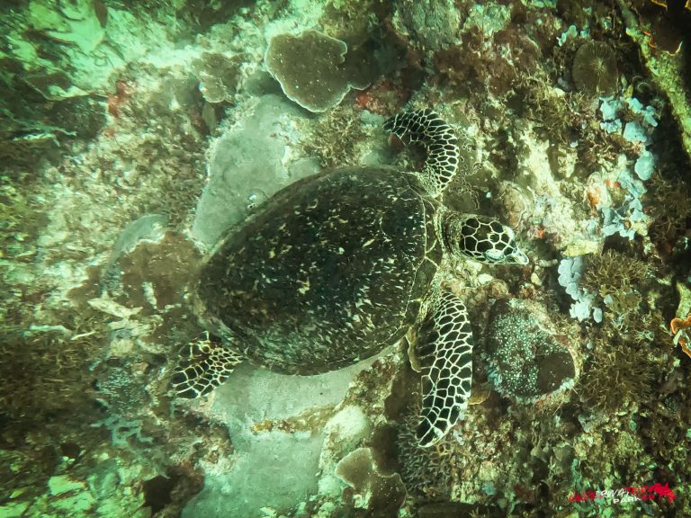 Hawksbill turtle (Eretmochelys imbricata) while scuba diving at Apo Island, Philippines
