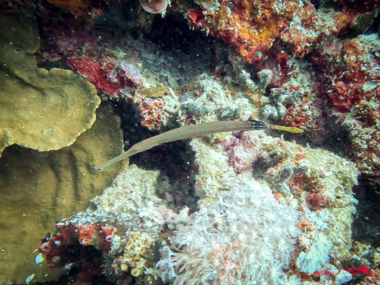Underwater Parker – Dauin-093