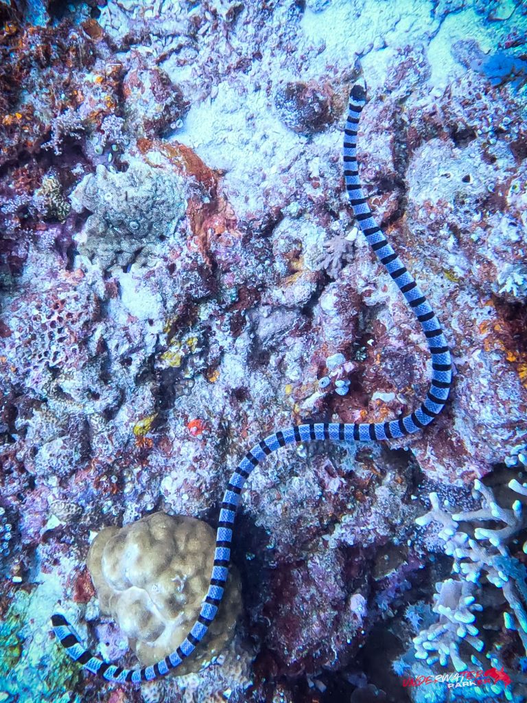 Underwater Parker – Dauin-094