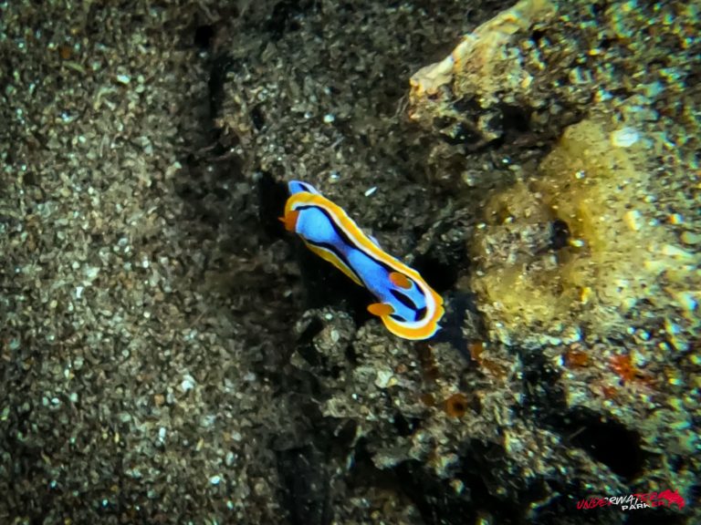 Underwater Parker – Dauin-095