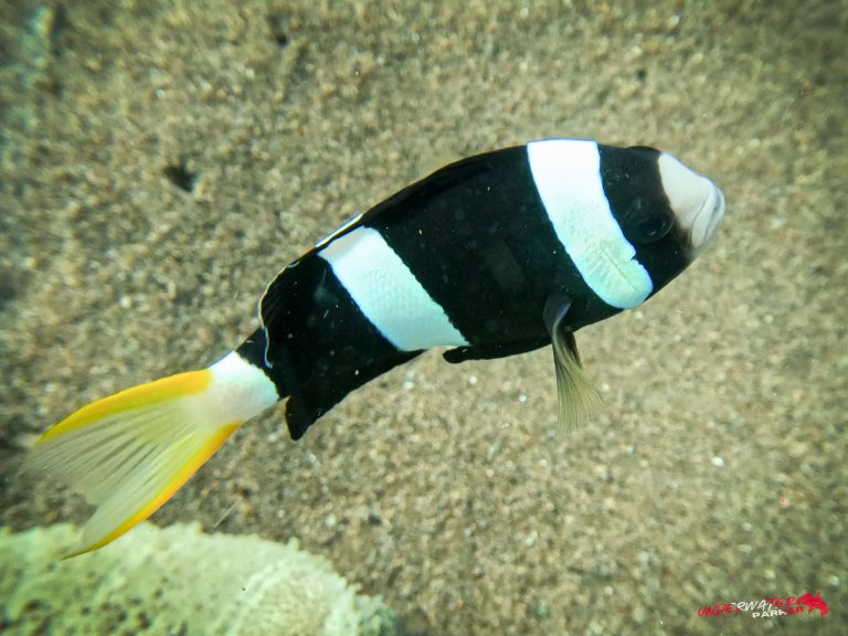 Underwater Parker – Dauin-096