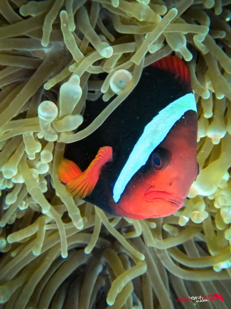 Underwater Parker – Dauin-097