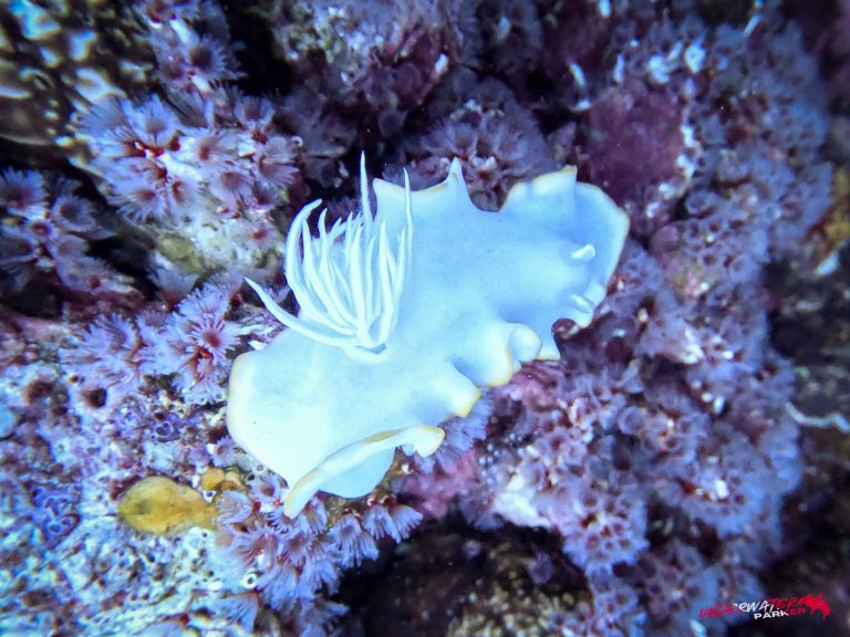 Underwater Parker – Dauin-099