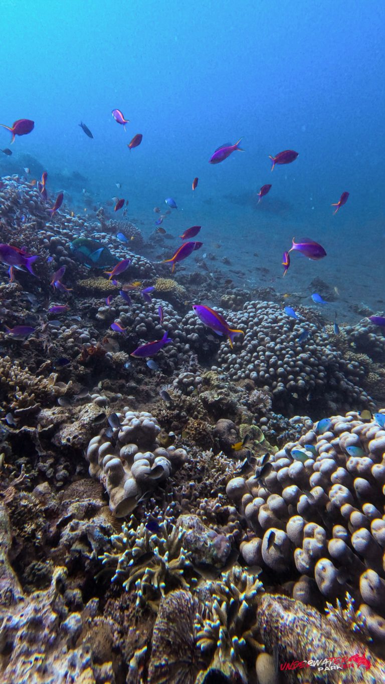 Underwater Parker – Dauin-100