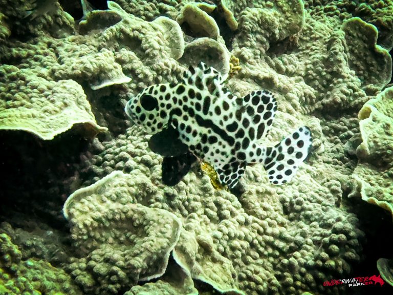 Underwater Parker – Dauin-102