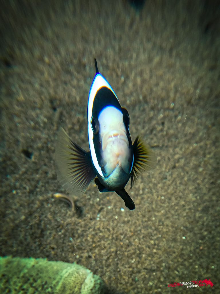 Underwater Parker – Dauin-103