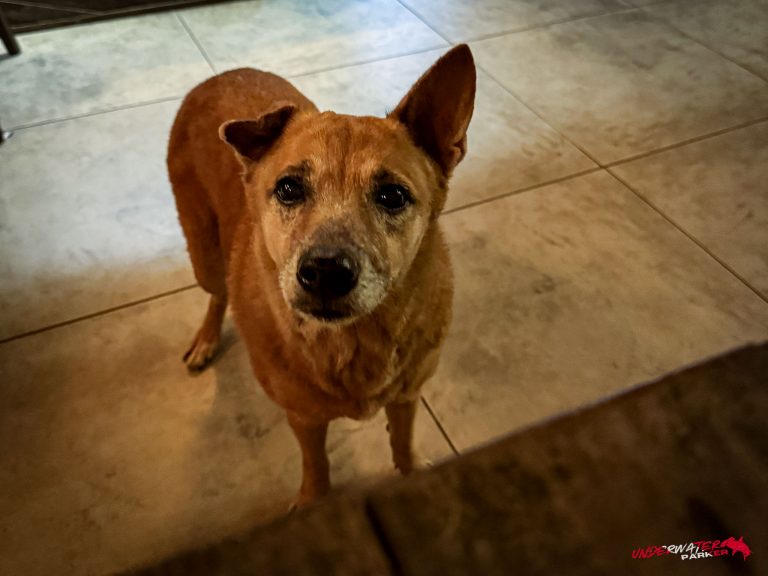 Friendly resident dog at Bongo Bongo Divers Resort in Dauin, Philippines