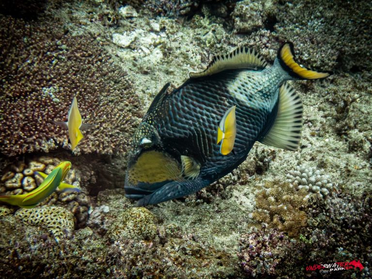 Okinawa Scuba Diving1