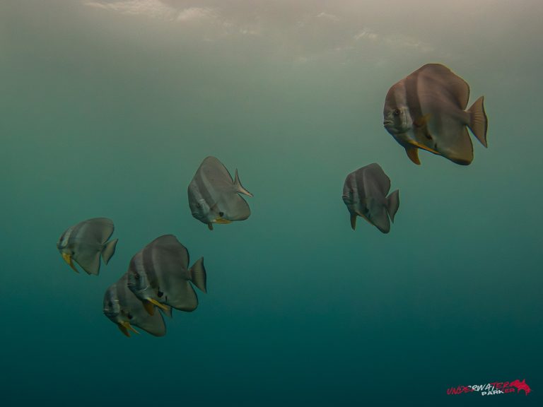 Okinawa Scuba Diving10