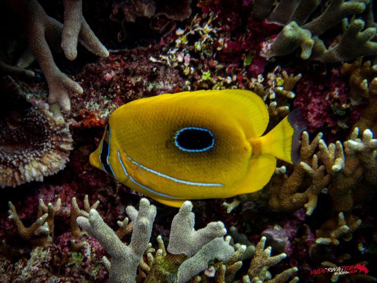 Okinawa Scuba Diving11