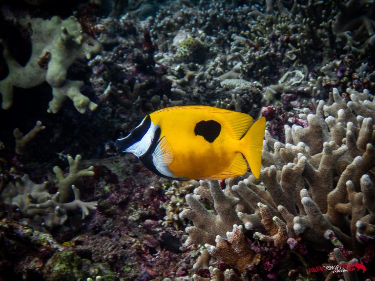 Okinawa Scuba Diving12