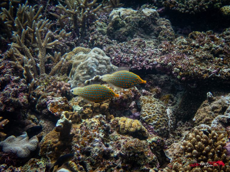 Okinawa Scuba Diving13