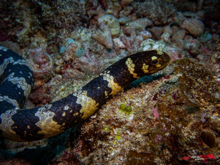 Okinawa Scuba Diving14