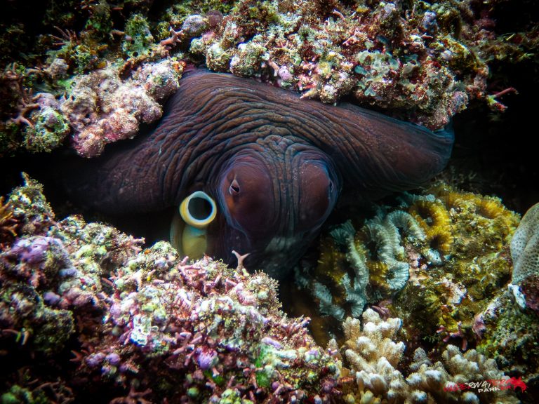 Okinawa Scuba Diving15