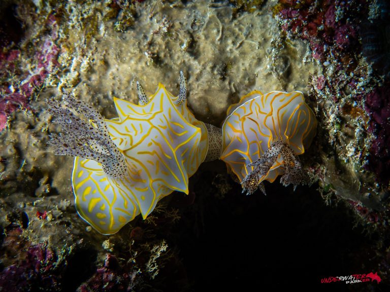 Okinawa Scuba Diving17