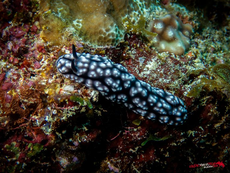 Okinawa Scuba Diving18