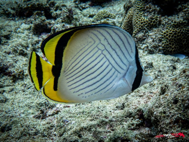 Okinawa Scuba Diving19