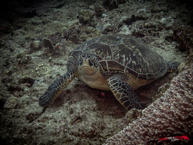 Okinawa Scuba Diving2