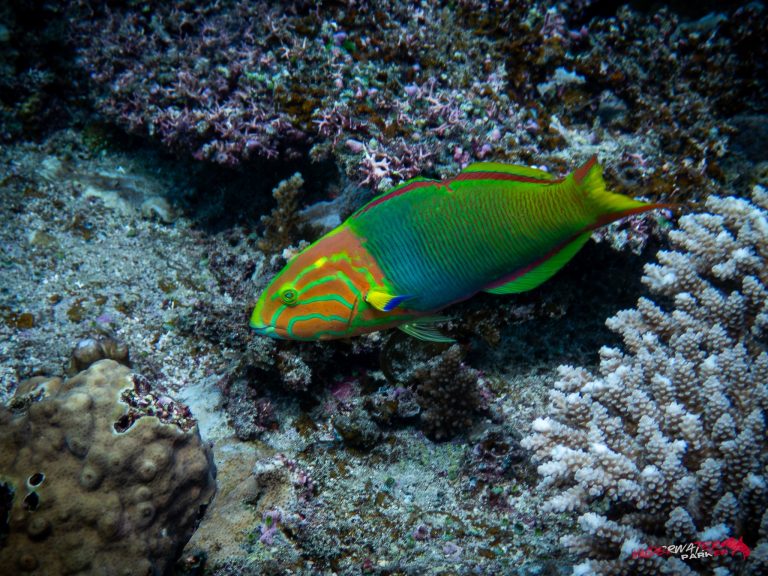 Okinawa Scuba Diving20