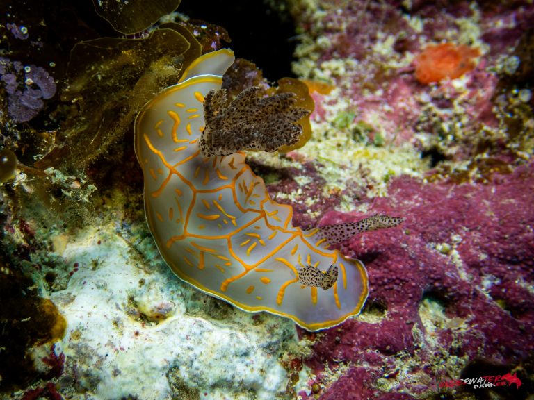 Okinawa Scuba Diving21