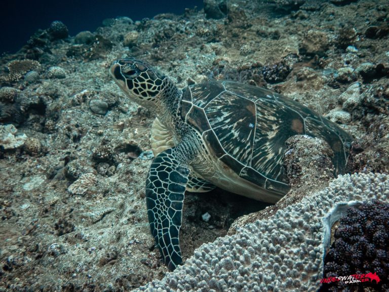 Okinawa Scuba Diving22