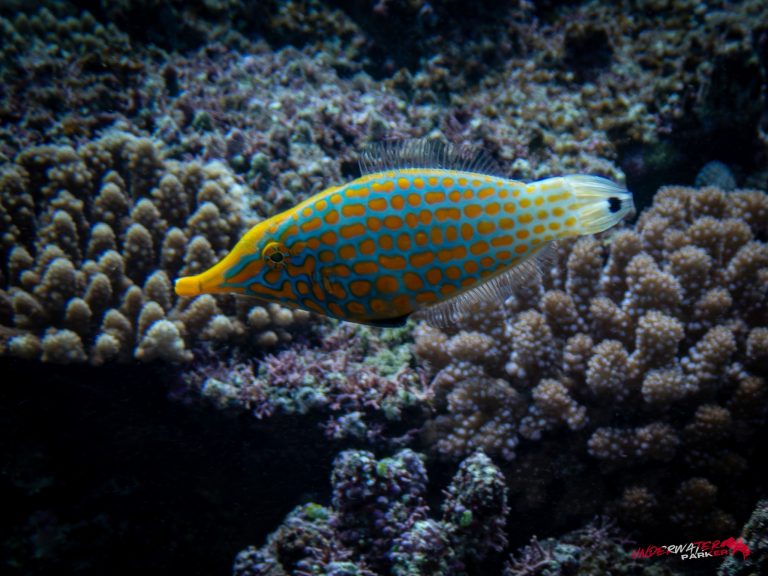 Okinawa Scuba Diving23