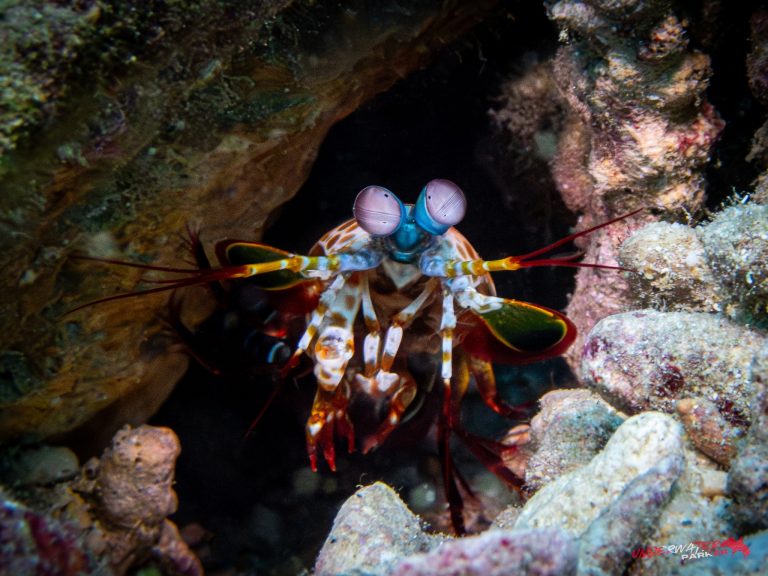 Okinawa Scuba Diving25