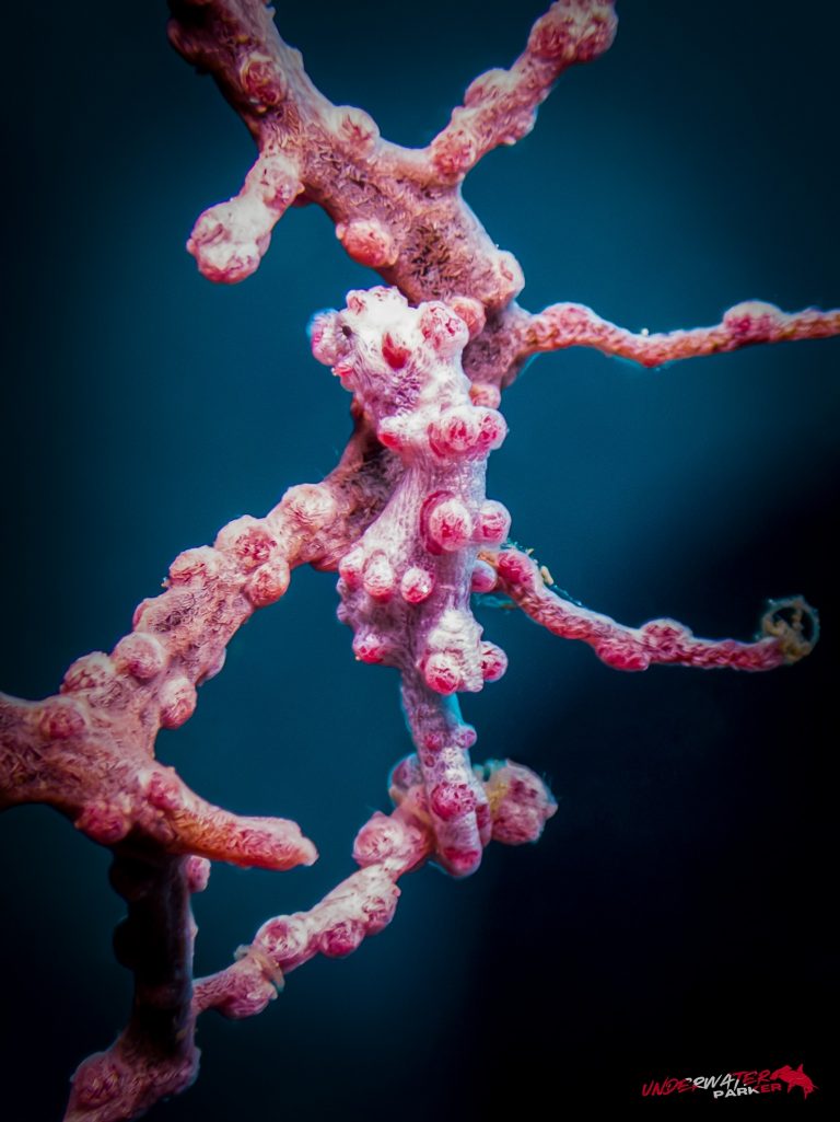 Okinawa Scuba Diving26