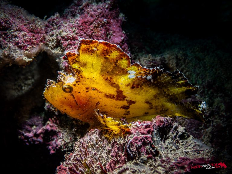 Okinawa Scuba Diving27