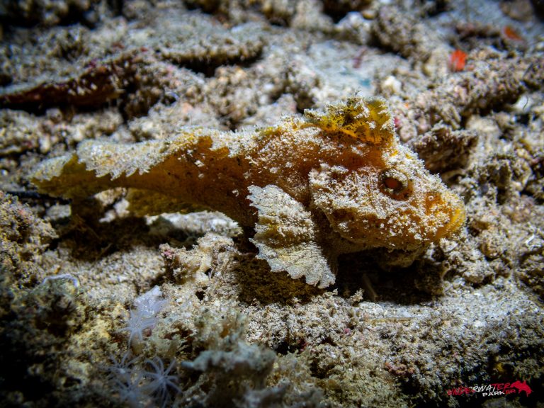 Okinawa Scuba Diving28