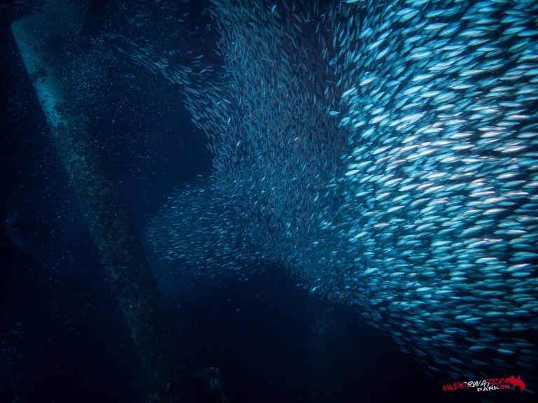 Okinawa Scuba Diving29