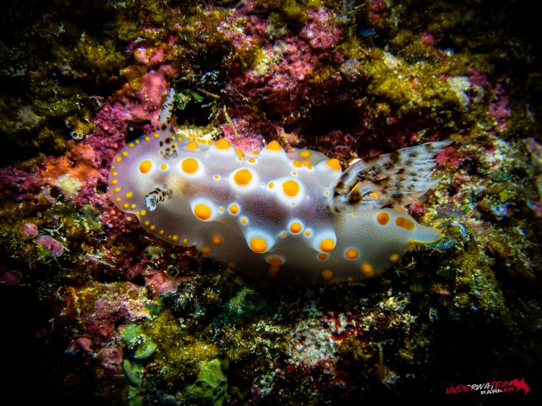Okinawa Scuba Diving3