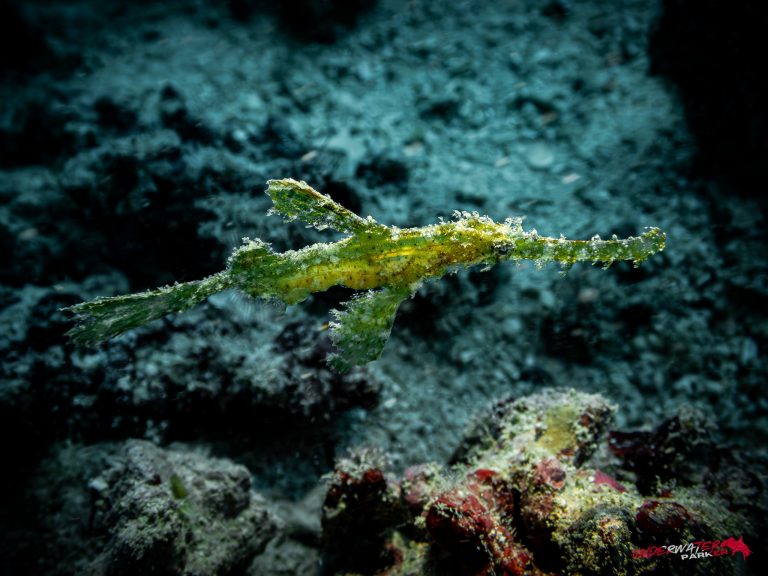 Okinawa Scuba Diving30