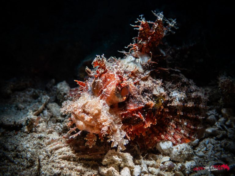 Okinawa Scuba Diving31