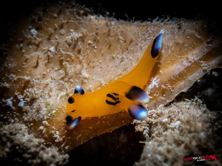 Okinawa Scuba Diving32