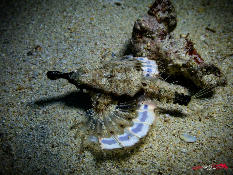 Okinawa Scuba Diving33