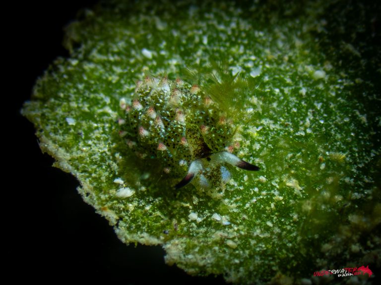 Okinawa Scuba Diving35