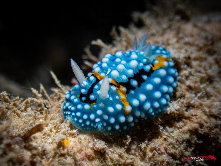 Okinawa Scuba Diving36