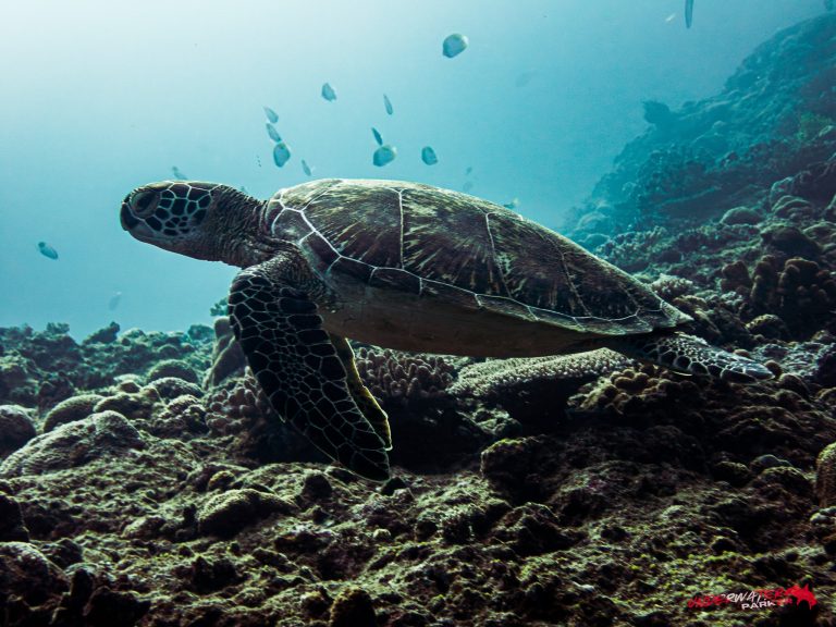 Okinawa Scuba Diving37