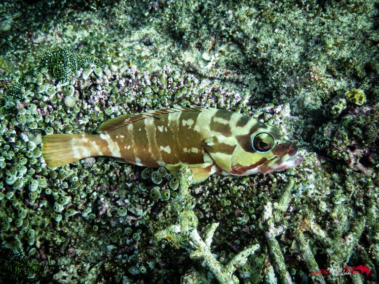 Okinawa Scuba Diving38