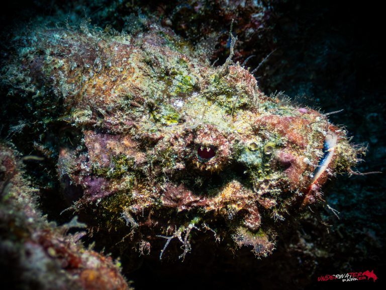 Okinawa Scuba Diving40