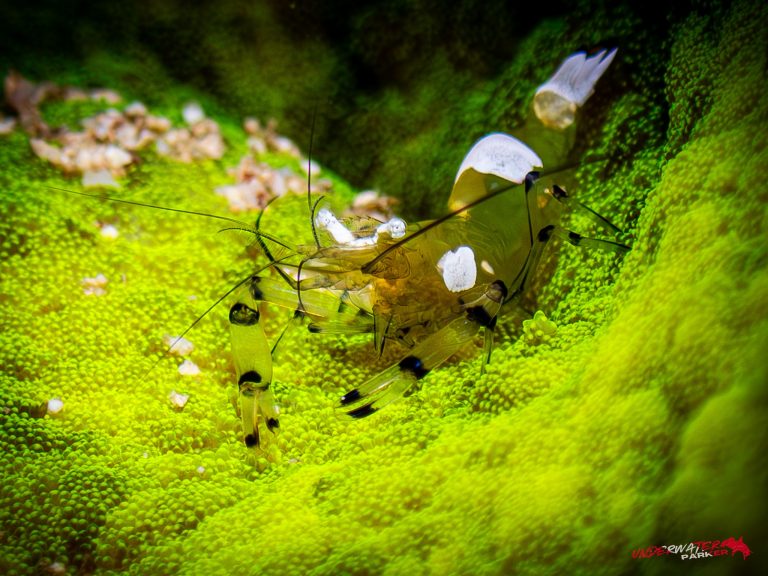 Okinawa Scuba Diving42