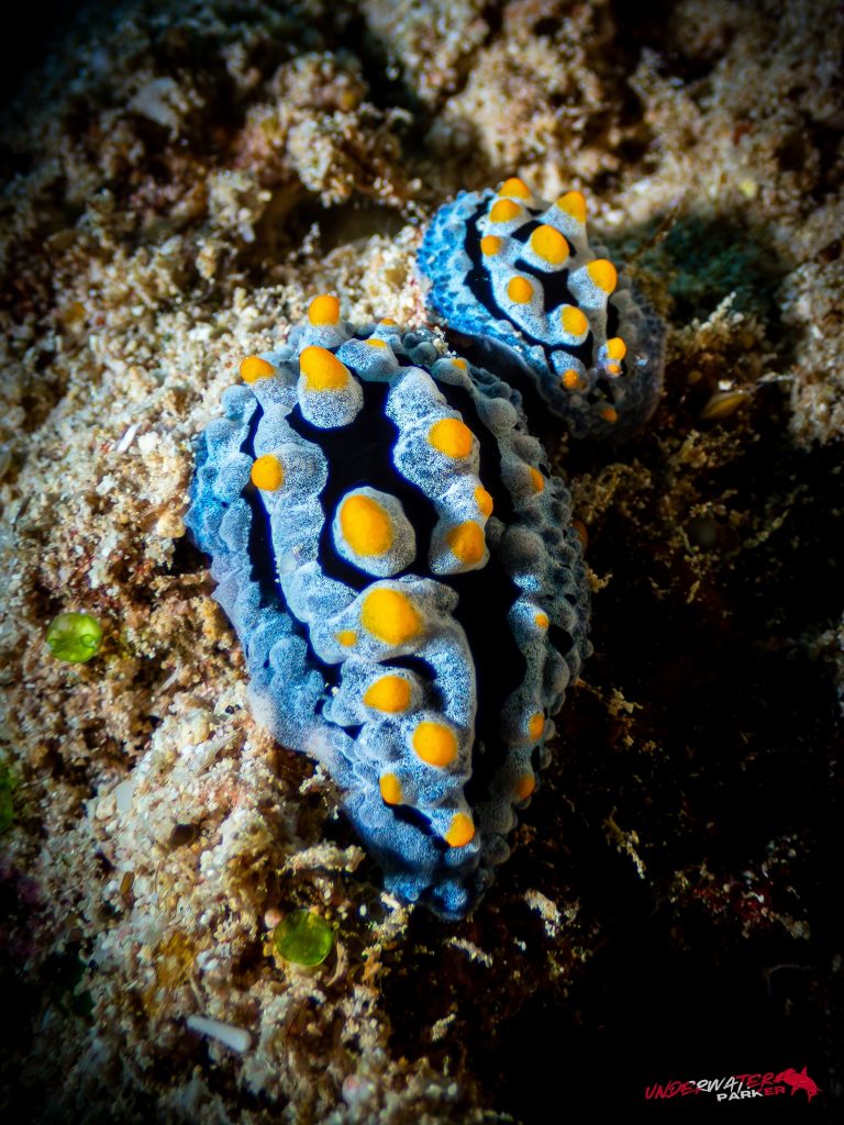 Okinawa Scuba Diving44