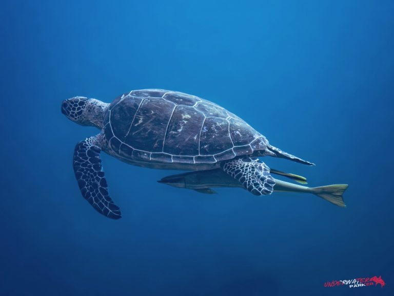 Okinawa Scuba Diving46