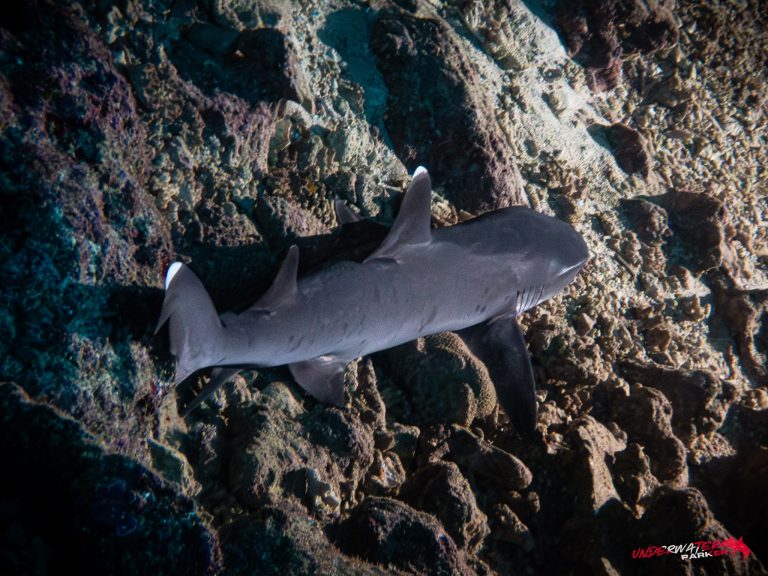 Okinawa Scuba Diving47