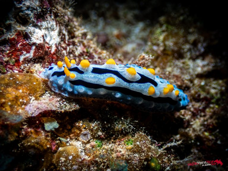 Okinawa Scuba Diving48