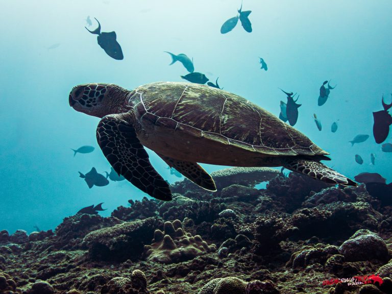 Okinawa Scuba Diving49